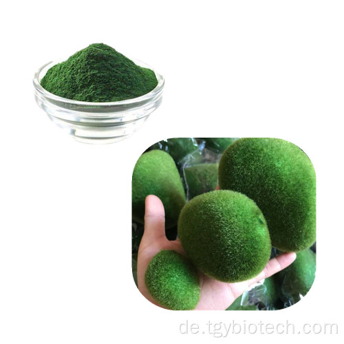 Reines vulgaris chlorella pulver / chlorella extraktpulver